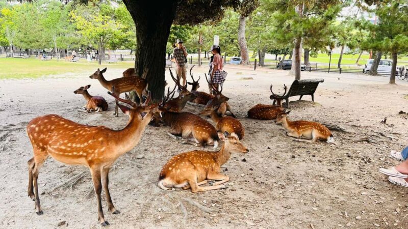 Kyoto and Nara Customised Full Day Private Tour with Pickup - FAQs