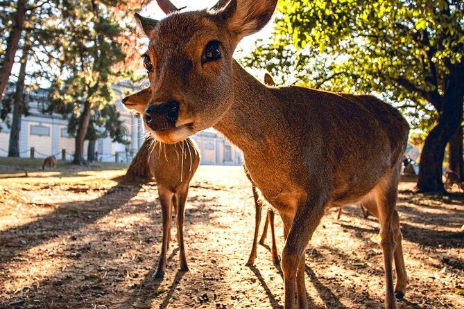 Kyoto and Nara Day Tour From Osaka with Deer Sightings - Authentic Experiences and Insights from Travelers