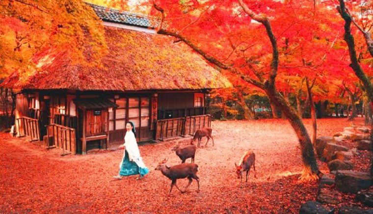 kyoto-and-nara-day-tour-with-kiyomizu-deranara-parktemple
