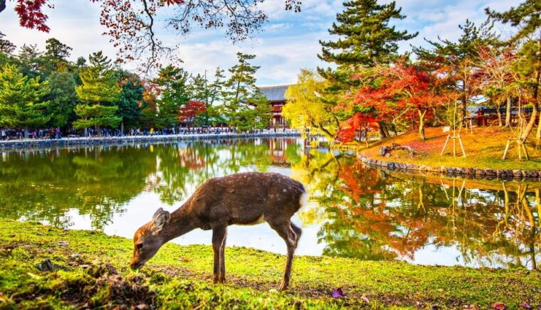 kyoto-and-nara-day-tour-with-kiyomizu-deranara-parktemple