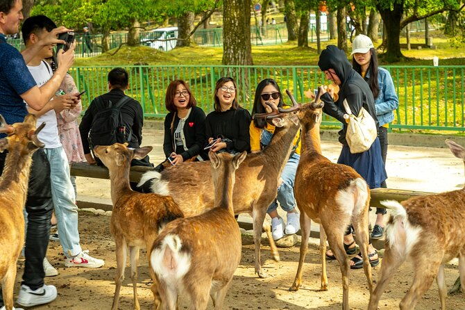 kyoto-and-nara-friendly-two-day-walking-tour-with-guide