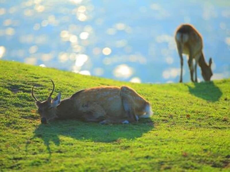 Kyoto And Nara Heritage Day Tour With Optional Culture Lunch - Discovering Historic Charm at a Gentle Pace