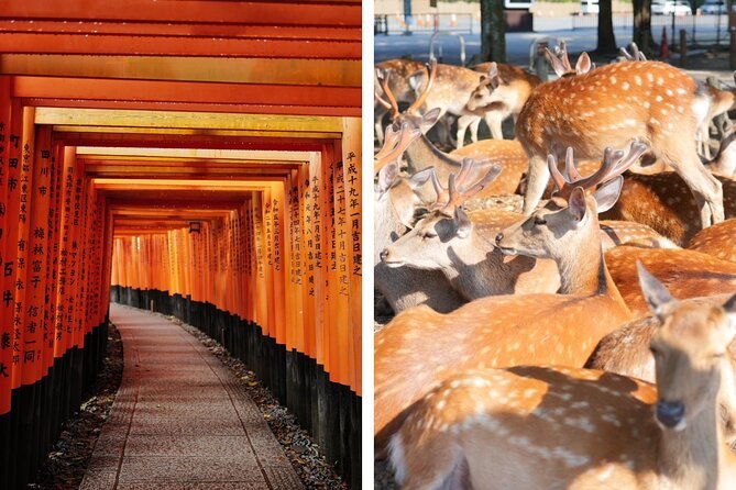 kyoto-and-nara-in-1-day-in-fushimi-inari-and-deer-park
