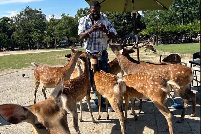 Kyoto and Nara Private Car Tour with a Local English Guide Driver - An Unmatched Level of Comfort and Personalization