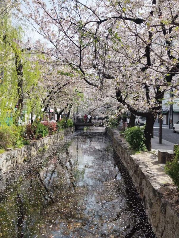 Kyoto and Nara: private tour with English speaking Guide - Final Thoughts