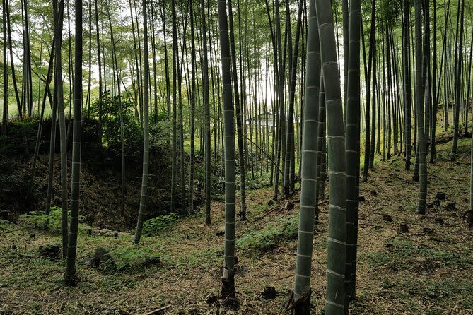 kyoto-arashiyama-bamboo-forest-hidden-hiking-tour