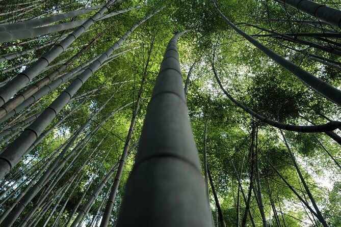 kyoto-arashiyama-bamboo-forest-hidden-hiking-tour