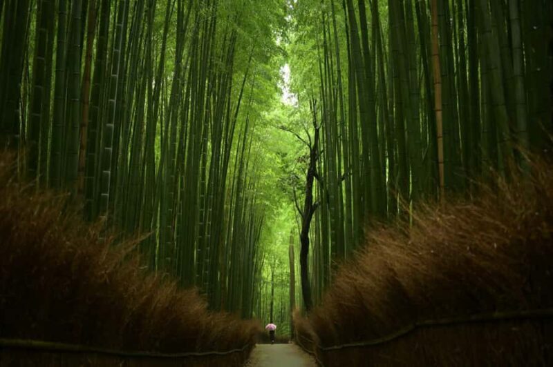 Kyoto: Arashiyama Early Access Bamboo & Temple Tour - Authentic Insights and Local Stories