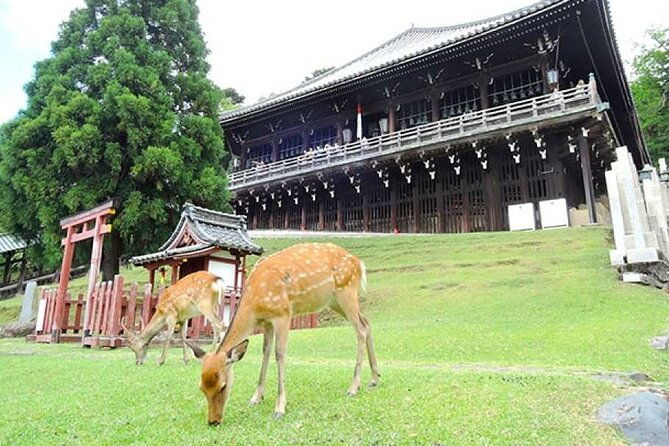 kyoto-arashiyama-fushimi-inari-taisha-shrine-and-nara-park-tour