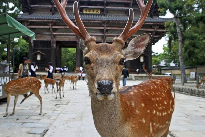 kyoto-arashiyama-fushimi-inari-taisha-shrine-and-nara-park-tour