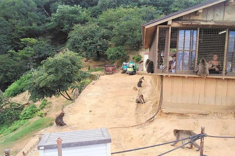 kyoto-arashiyama-golden-pavilion-one-day-walking-tour-2
