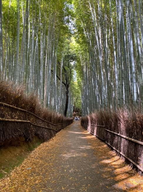 Kyoto: Arashiyama Guided Tour, Bamboo, Monkey, Zen Temple - Who Is This Tour Best For?