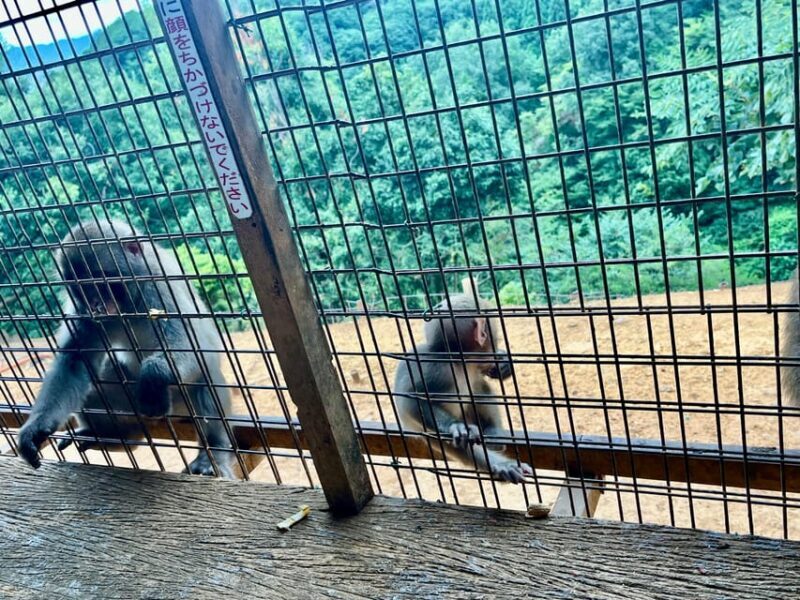 Kyoto: Arashiyama Monkey Park, Bamboo Forest, and Temples - Who Will Love This Tour?