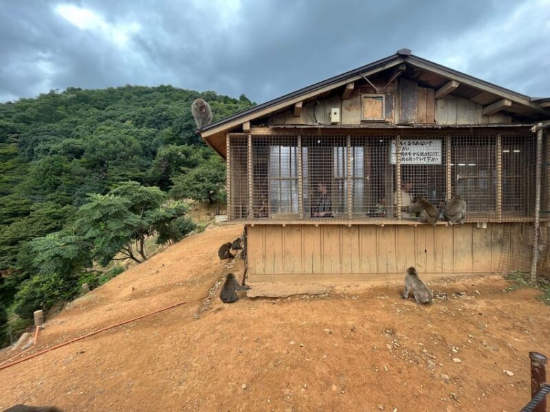 Kyoto: Arashiyama Monkey Park, Bamboo Forest, and Temples - The Sum Up