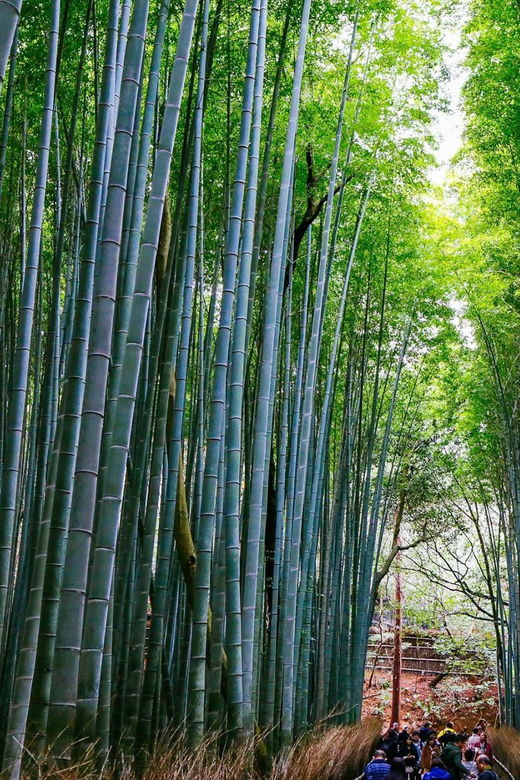 kyoto-arashiyama-tour-with-optional-sagano-romantic-train