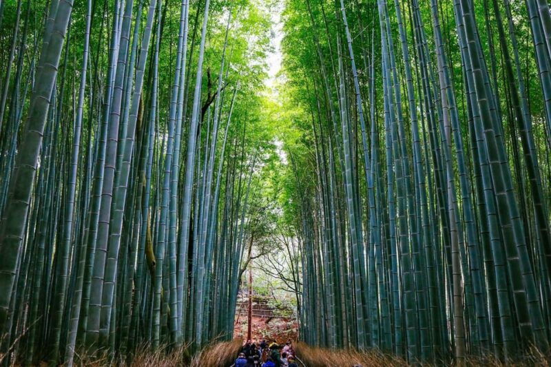 kyoto-arashiyama-tour-with-optional-sagano-romantic-train