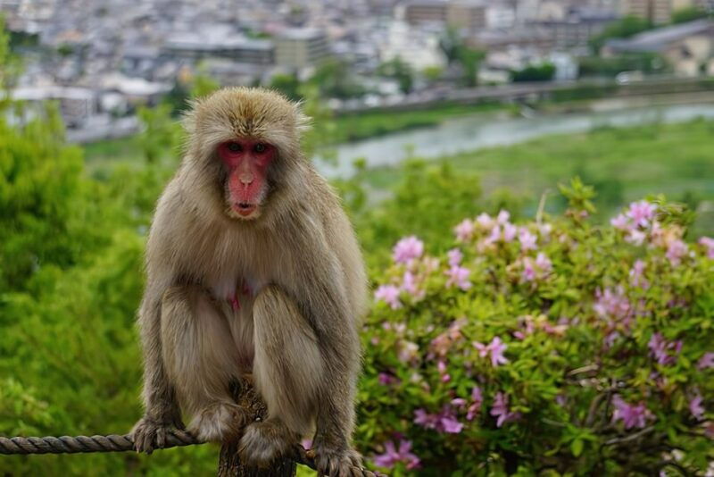 kyoto-arashiyama-walk-bamboo-monkeys-temples-secrets