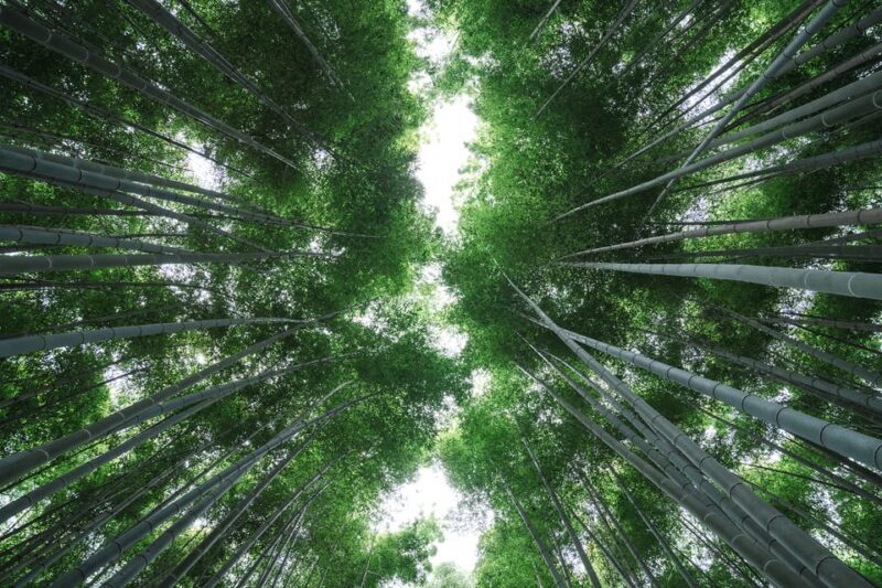 Kyoto: Arashiyama Walking Tour with Local Guide - Who Is This Tour Best For?