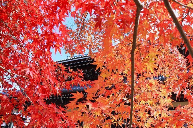 Kyoto Autumn Foliage Private Car Tour Temples and Gardens - The Sum Up