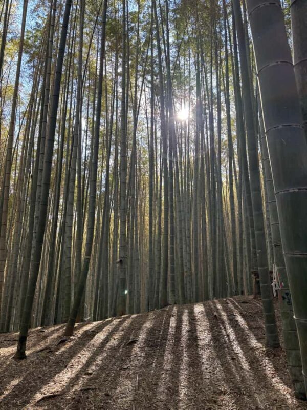 Kyoto Craftsmanship: Bamboo Chopstick Making Workshop - Introduction: A Unique Cultural Experience in Kyoto