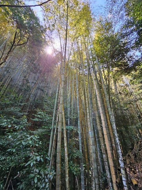 kyoto-customed-tour-kiyomizu-golden-temple-fushimi