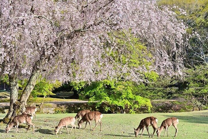 kyoto-day-tour-to-arashiyama-fushimi-inari-and-nara-deer-park