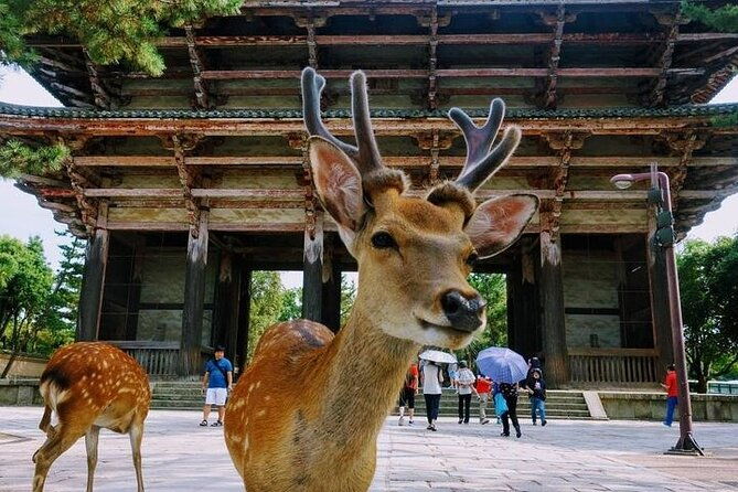 kyoto-day-tour-to-arashiyama-fushimi-inari-and-nara-deer-park