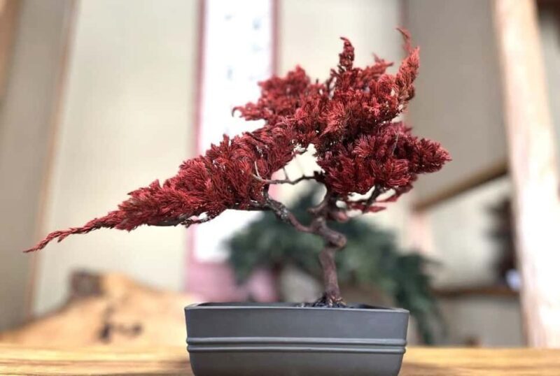 Kyoto: Dry Bonsai Making Workshop - Practical Details and Tips for Participants  