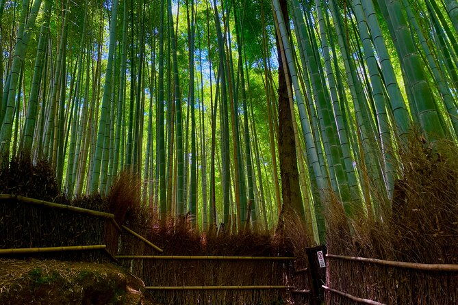 kyoto-early-morning-walking-tour-nature-history-2