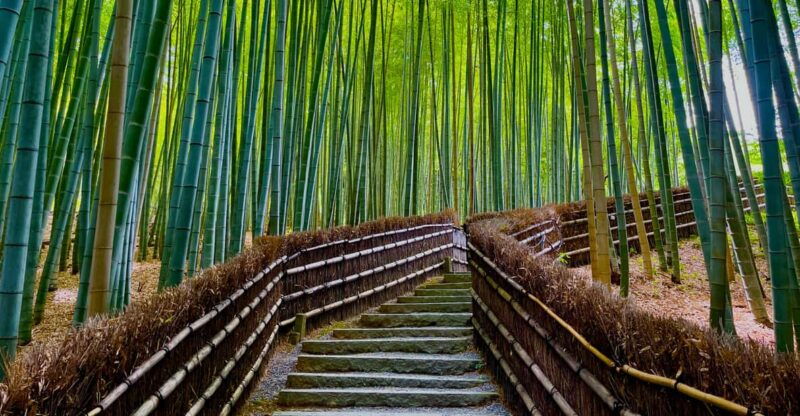 kyoto-early-morning-walking-tour-nature-history