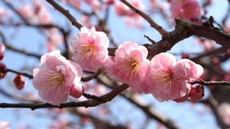Kyoto: Early Spring Plum Blossom Walk at Kitano Tenmangu - Who Should Consider This Tour?