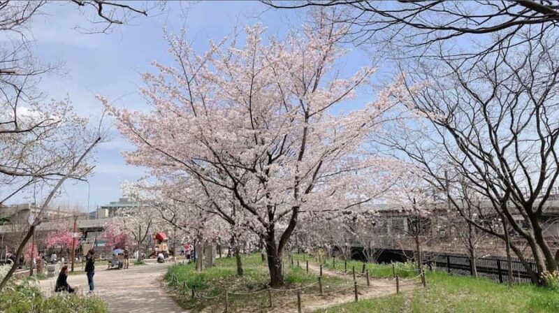 Kyoto: Enjoy "Hanami" Cherry Blossom Experience with Snacks - Key Points