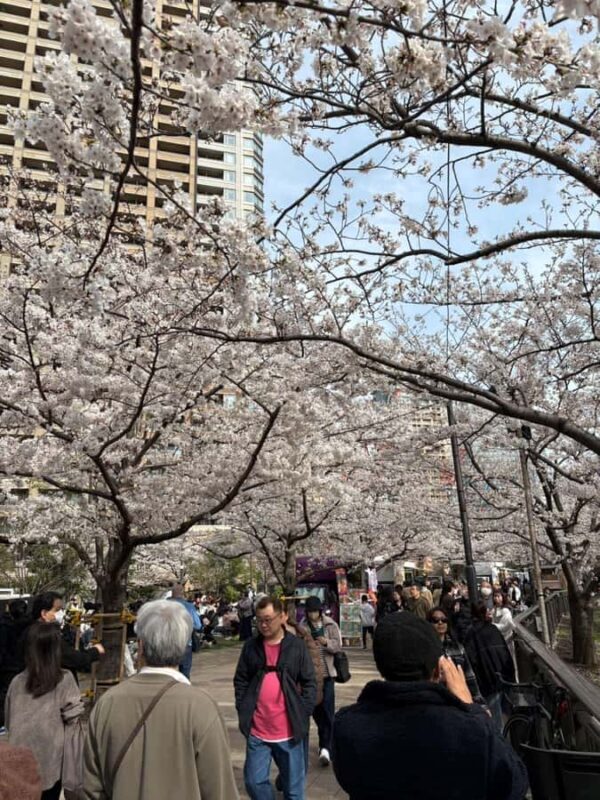 Kyoto: Enjoy "Hanami" Cherry Blossom Experience with Snacks - Who Should Book This Experience?