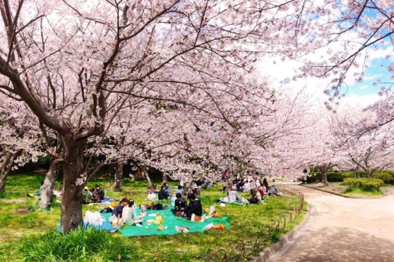 Kyoto: Enjoy "Hanami" Cherry Blossom Experience with Snacks - The Sum Up