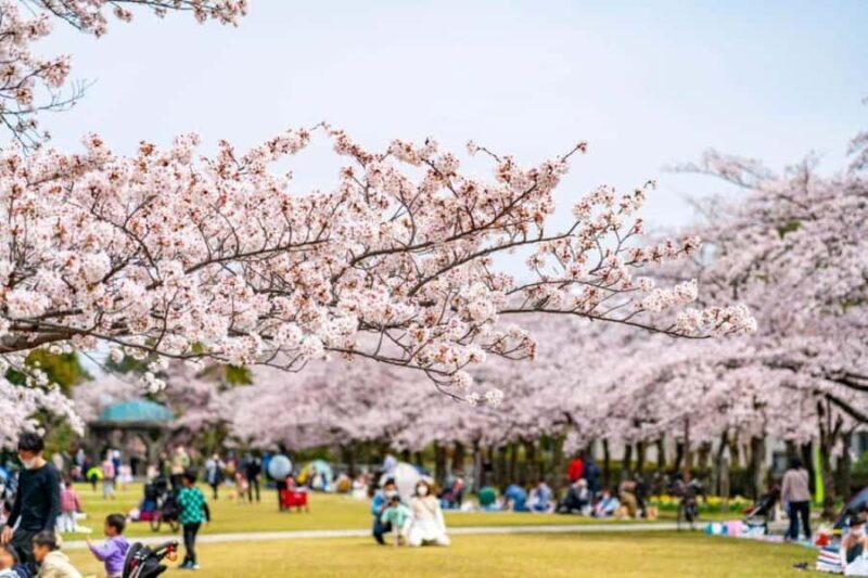 Kyoto: Enjoy "Hanami" Cherry Blossom Experience with Snacks - FAQ