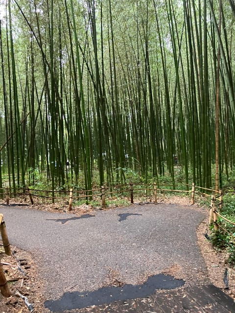 kyoto-essential-tour-with-fushimi-inari-bamboo-grove
