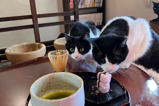 Kyoto: Ethical Cat Sanctuary & Traditional Tea Ceremony - An In-Depth Look at the Kyoto Ethical Cat Sanctuary & Tea Experience