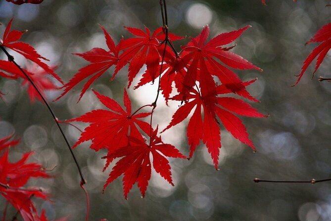 kyoto-flexible-3-hours-tour-with-a-local-guide