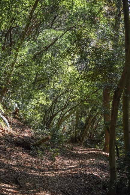 Kyoto from Above: Hike Mt. Amida with Kiyomizu Views - FAQs