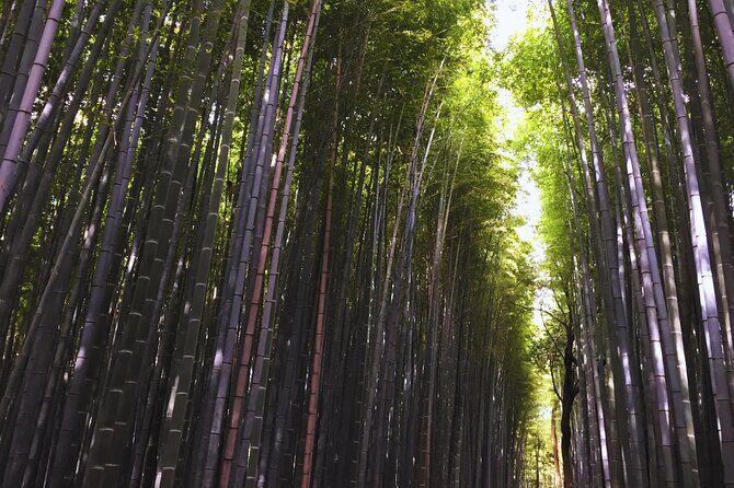Kyoto Full-Day Tour Golden Pavilion Zen Garden and Bamboo Forest - Key Points