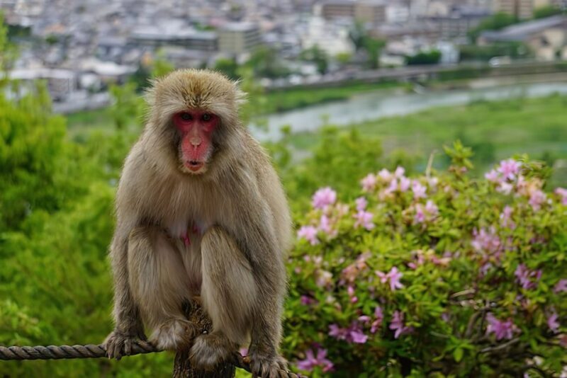 Kyoto: Fushimi, Arashiyama - Bamboo, Monkey, Torii & Secrets - The Sum Up