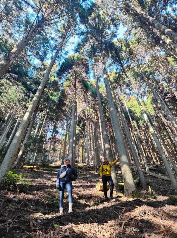 Kyoto: Guided Hike to Mt. Atago, Kyotos Highest Peak - Who Would Enjoy This Tour?