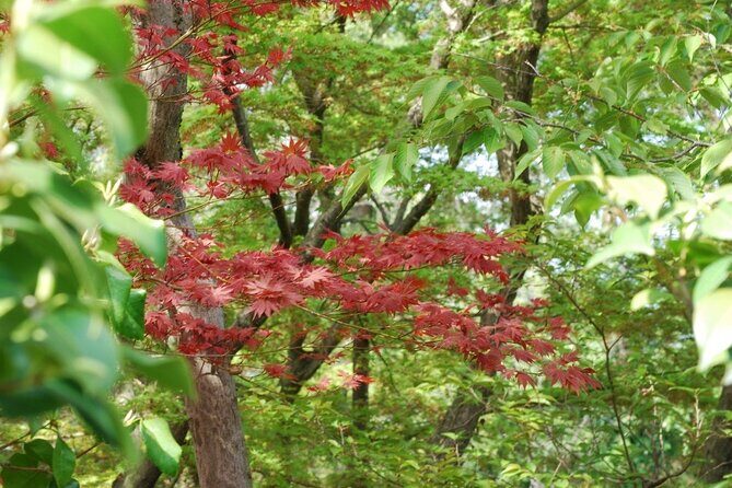Kyoto Guided Tour of Bamboo Forest, Temple and more - Visiting Tenryu-ji Temple: A Peaceful Cultural Retreat