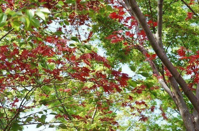 Kyoto Guided Tour of Bamboo Forest, Temple and more - Fun at Monkey Park Iwatayama