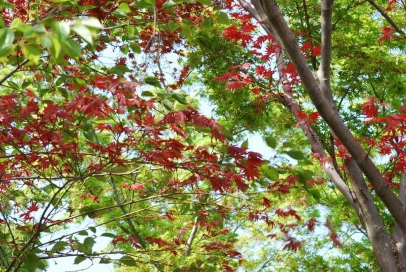 Kyoto: Guided Tour of Bamboo Forest, Temple and more - What to Expect from the Tour