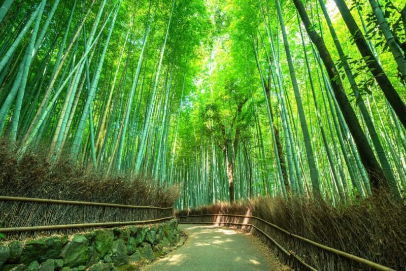 Kyoto: Guided Tour of Bamboo Forest, Temple and more - Why This Tour Works Well