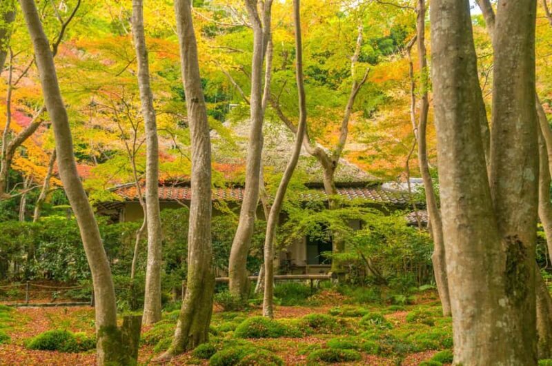 Kyoto: Hidden Temples Guided Tour with Arashiyama Visit - Key Points