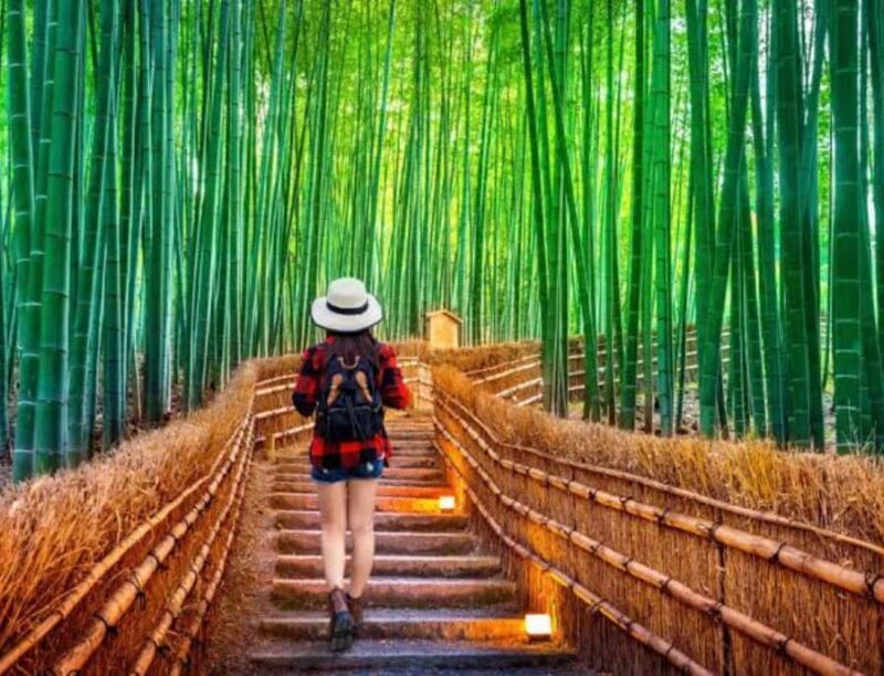 Kyoto: Highlights Tour with Geisha District and Temples - What to Expect from the Experience