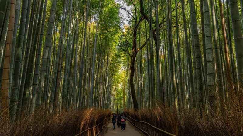 kyoto-highlights-with-nijo-castle-ticket-bamboo-forest