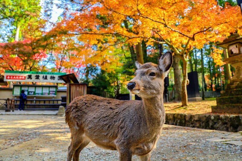 kyoto-historical-nara-kyoto-bus-tour
